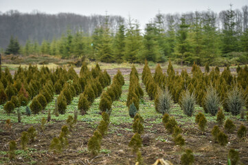 Plantation of young fir trees near Christmas time