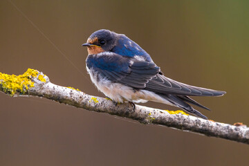Boerenzwaluw, Barn Swallow, Hirundo rustica