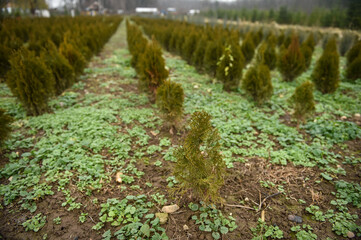 Plantation of young fir trees near Christmas time