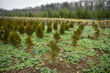 Plantation of young fir trees near Christmas time