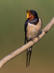 Boerenzwaluw, Barn Swallow, Hirundo rustica