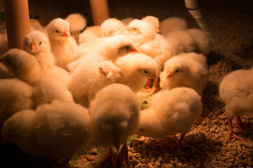 動物とふれあえるカフェのひよこ © arinco