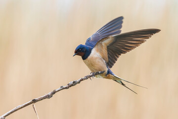 Boerenzwaluw, Barn Swallow, Hirundo rustica