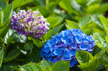 Azorian hydrangea