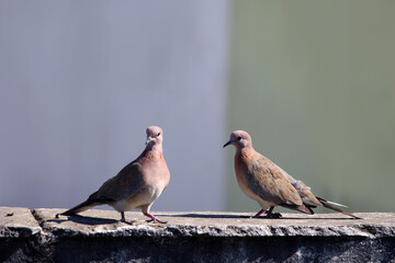 Couple of birds in love
