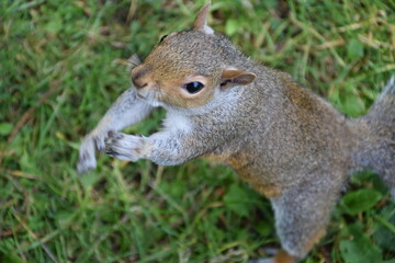 ardilla pidiendo comida