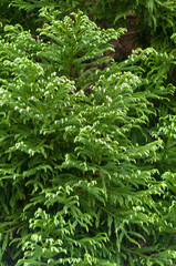 Green plants of Faial island