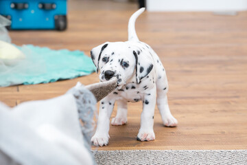 Little dalmatian puppy gnaws a corner of a gray carpet