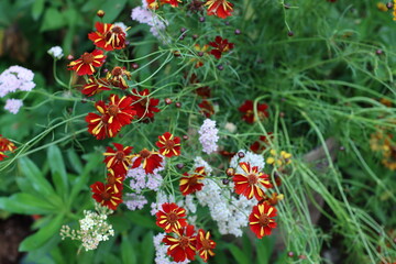 red coreopsis flowers with yellow streaks