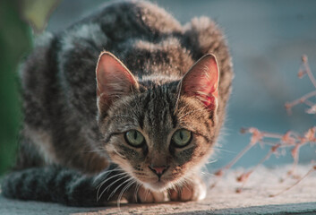 portrait of a cat