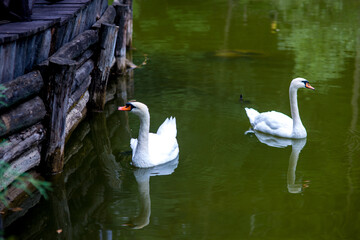 Two swans on a forest lake