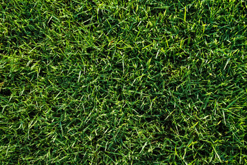Green grass pattern and texture for background. Close-up image.