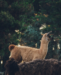 wild lama in the mountains in the south of argentina