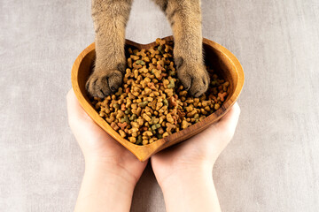 Cat paws on a bowl of food. Healthy pet food. Top view, flat lay