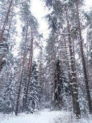 winter forest with snow