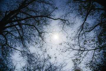 Foggy moon atmosphere in the morning between dark branches