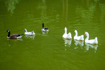 6 ducks swim in a beautiful lake.