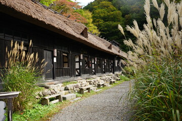 Fototapeta na wymiar Autumn view of Nyuto onsen (Hot Springs) Tsurunoyu in Akita, Japan. Swaying Miscanthus - 秋 すすき 乳頭温泉 秋田県 仙北市 