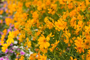 field of blooming yellow flowers
