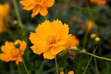 field of blooming yellow flowers