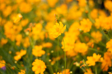 flower field with beautiful yellow flowers