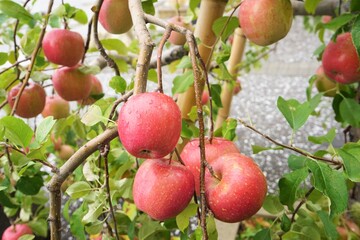 Obraz premium Apple Orchard in Aomori prefecture, Japan - 赤いリンゴ 青森県のりんご園 日本