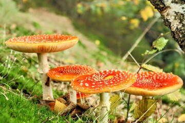 amanita muscaria fly mushroom
