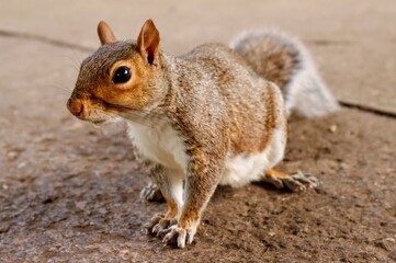 squirrel in the park