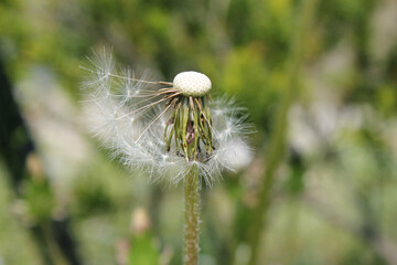 Dandelion seed head in nature background. Dandelion with seeds blowing away in the wind.