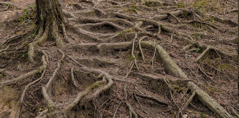 地中から浮き出した樹木の根