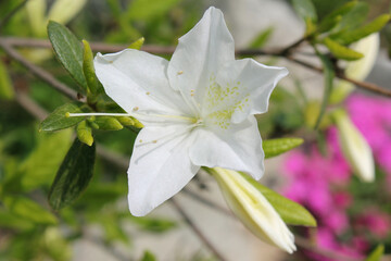 close-up royal azalea blossoms . white  royal azalea blossoms . 