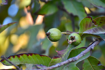 Guava fruit - Fresh guava fruit on a tree ready for harvest, close up guava fruit