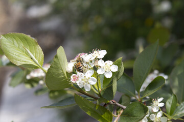Aronia (chokeberries) flower with bee