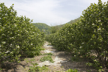 Fototapeta na wymiar Aronia (chokeberries) growing in a field. 