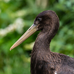 Black stork, Ciconia nigra in a german nature park