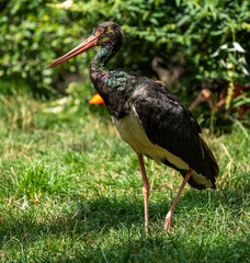 Black stork, Ciconia nigra in a german nature park