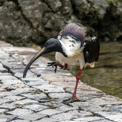 Straw-necked Ibis, Threskiornis spinicollis in the zoo