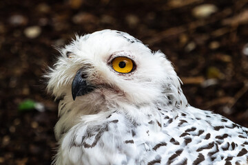 Obraz premium The Snowy Owl, Bubo scandiacus is a large, white owl of the owl family