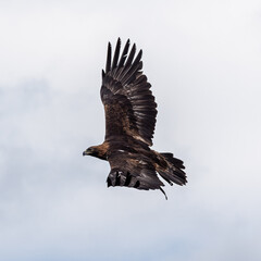 Golden eagle, Aquila chrysaetos sitting on a branch