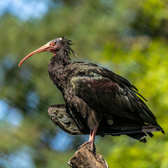 Northern Bald ibis, Geronticus eremita in the zoo