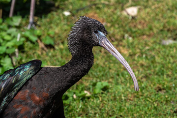 Glossy ibis, Plegadis falcinellus in a german zoo