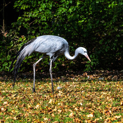 The Blue Crane, Grus paradisea, is an endangered bird
