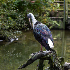 Straw-necked Ibis, Threskiornis spinicollis in the zoo