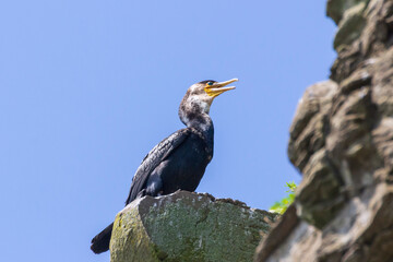 Japanese, or Ussuriian cormorant (Phalacrocorax capillatus) on the edge of a cliff on the seashore at the Russian island in Vladivostok.