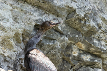 Japanese, or Ussuriian cormorant (Phalacrocorax capillatus) on the edge of a cliff on the seashore at the Russian island in Vladivostok.
