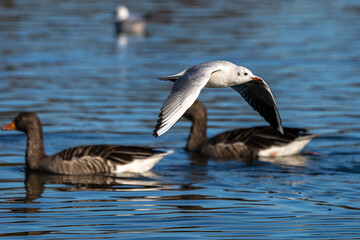 Fototapeta na wymiar The European Herring Gull, Larus argentatus is a large gull