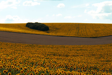 summer panorama of a farm field with sunflowers on a sunny day