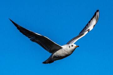 The European Herring Gull, Larus argentatus is a large gull