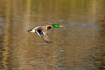 Wild duck or mallard, Anas platyrhynchos flying over a lake