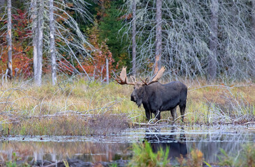 Naklejka na ściany i meble Bull Moose Alces alces with huge antlers feeding in a marsh in Algonquin Park, Ontario, Canada in autumn